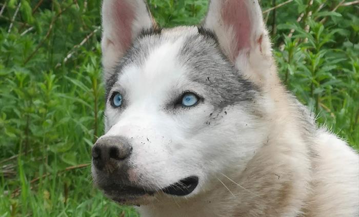 Siberian Husky